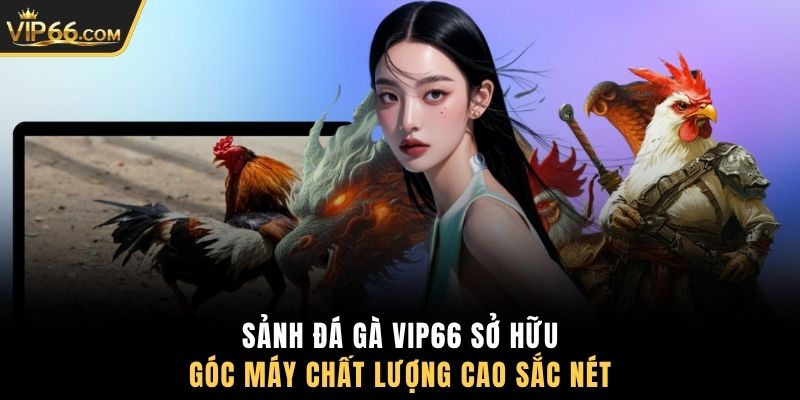 Sảnh đá gà VIP66 sở hữu góc máy chất lượng cao sắc nét